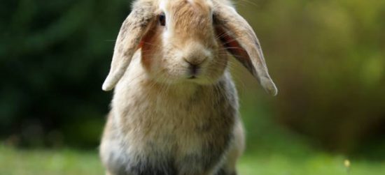 À partir de quel âge les oreilles des lapins béliers tombent-elles ?