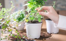 Comment planter, entretenir et récolter la sauge ?