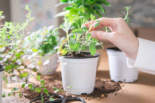 Comment planter, entretenir et récolter la sauge ?
