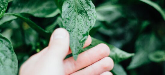 Les avantages des broyeurs de végétaux pour un jardinage optimal
